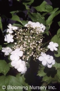 Viburnum trilobum                       